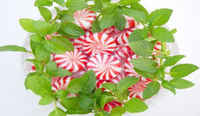 Peppermint_leaves
