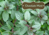 Chocolate_mint