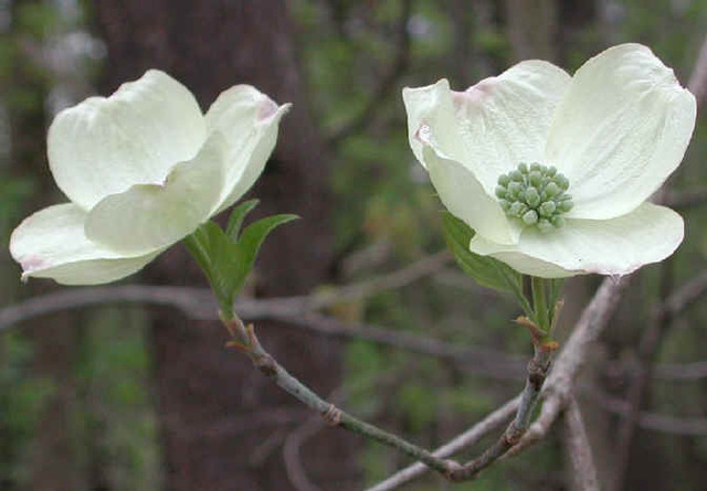 White+flowering+dogwood+tree+facts