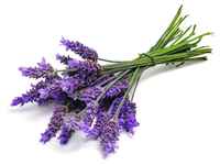 Lavender-