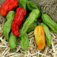 Ghost_peppers